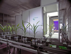 溫室型高通量3D植物表型平臺(tái)Scanalyzer 3D