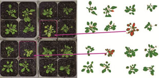 Scanalyzer HTS可見(jiàn)光成像分析擬南芥葉片表農(nóng)藥殘留