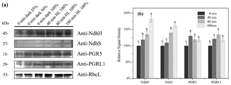 圖5200507.jpg 圖5200507.jpg