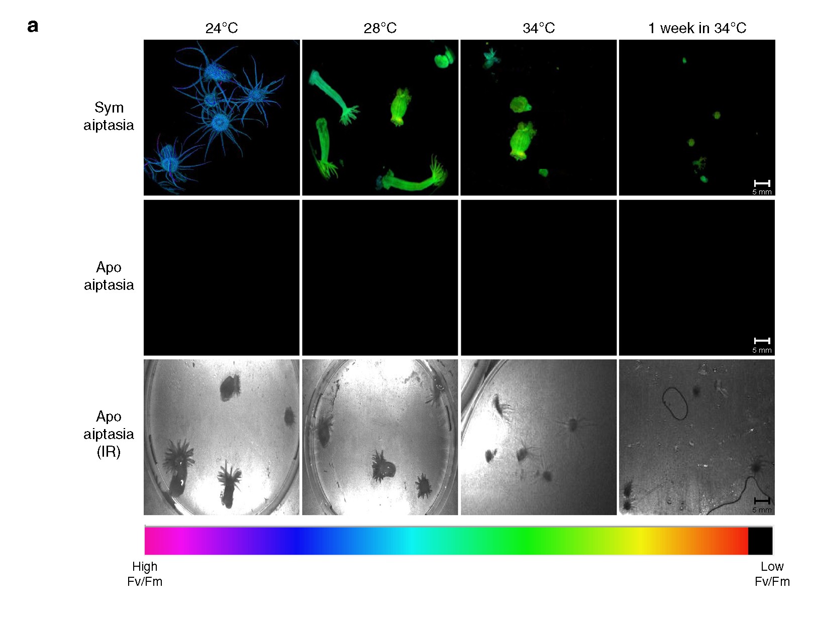 環(huán)境對光合生物.jpg 環(huán)境對光合生物.jpg