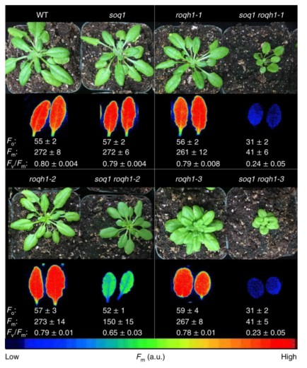 自我適應與調(diào)節(jié)2.jpg 自我適應與調(diào)節(jié)2.jpg